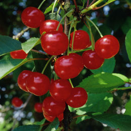 Cherry, Sour 'Griotte de Montmorency'